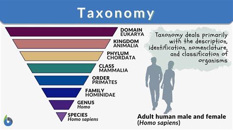 taxonomic chart.